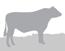 74999 Angus MIX SV