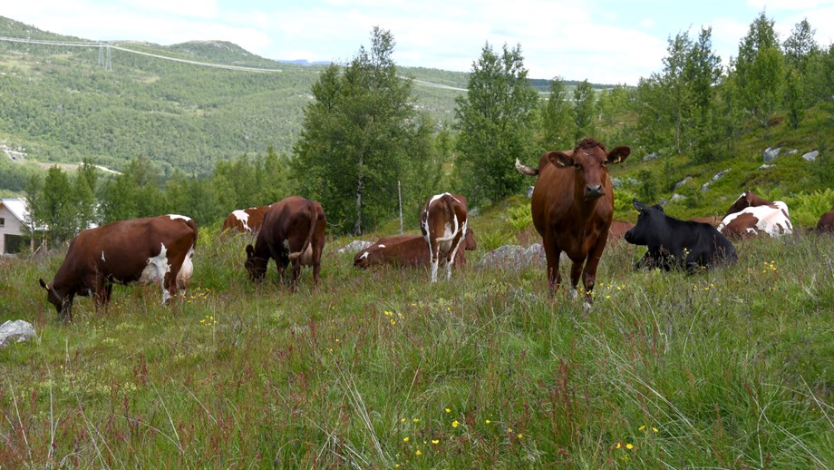 Bilde av kyr på utmarksbeide