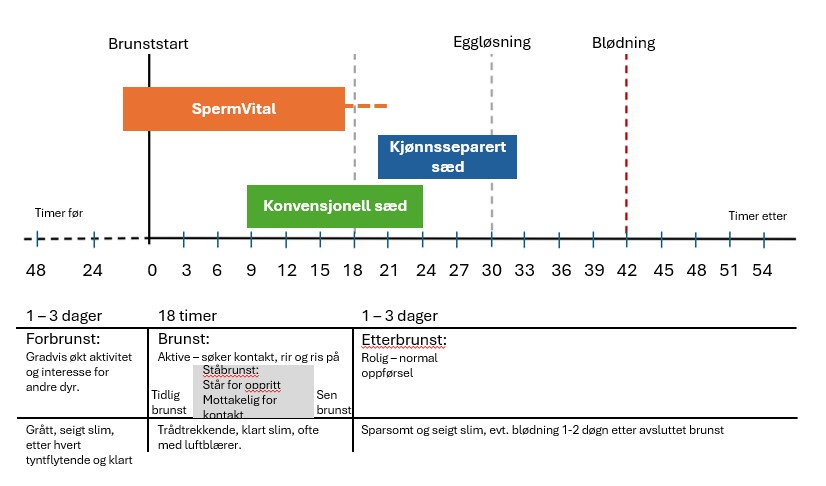 N&aring;r inseminere_2_2026.jpg