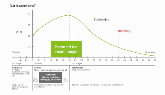 Illustrasjon av når man bør inseminere