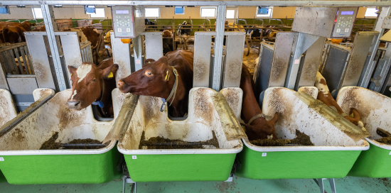 bilde av en rekke fôrkar og kyr som spiser.