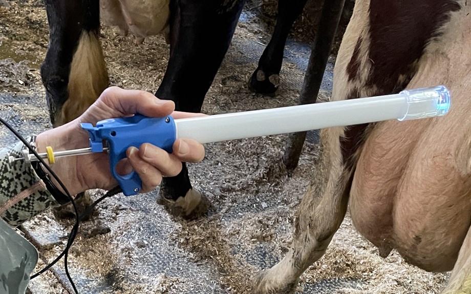Insemineringsendoskop som holdes bak juret på en ku.