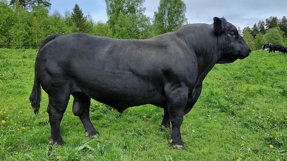 Svart angusokse er fotografert fra siden. Den står i grønt gress på beite. Løvtrær i bakgunnen.