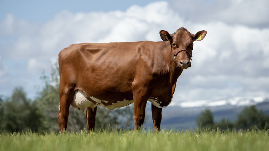 Rød ku står på beite og ser mot kamera. Himmel med hvite skyer og trær i bakgrunnen.