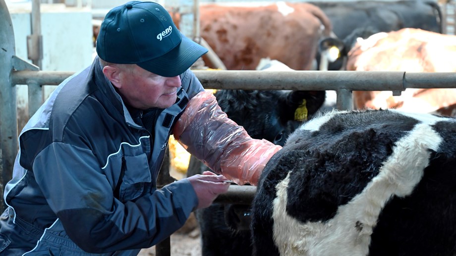 Mannlig inseminør med Geno-caps inseminerer en svart og hvit ku. Andre kyr i bakgrunnen i bildet.
