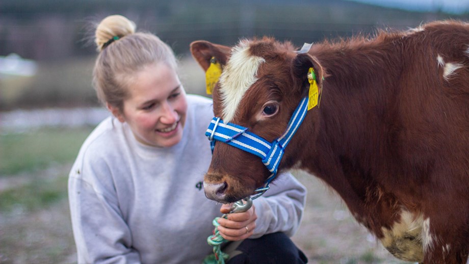 Hanna holder en rød og hvit kalv i grimet. Kalven ser mot fotografen og Hanna ser mot kalven og smiler.