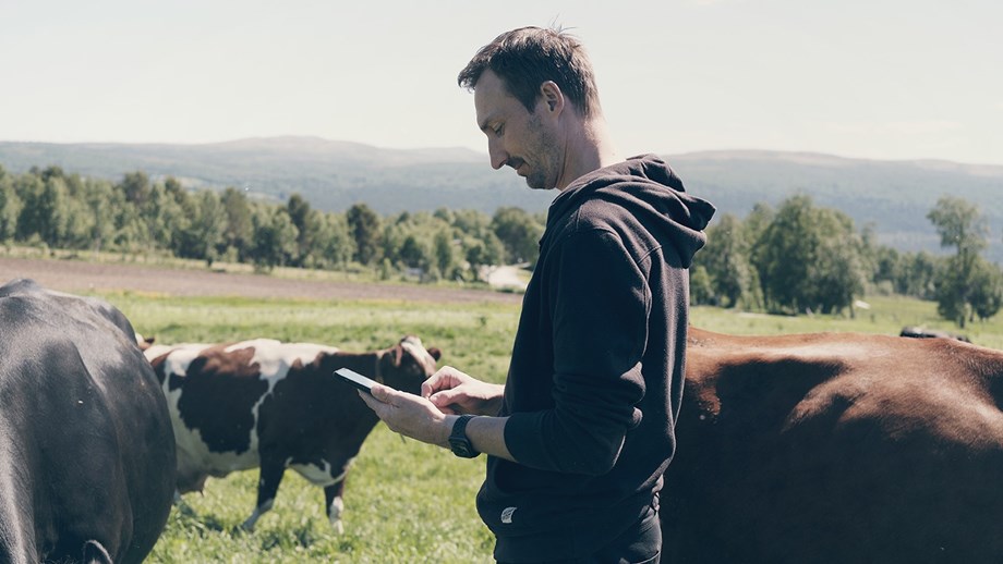Mann som står på beitet sammen med kyr. Han ser ned på telefonen som han holder i hånden.