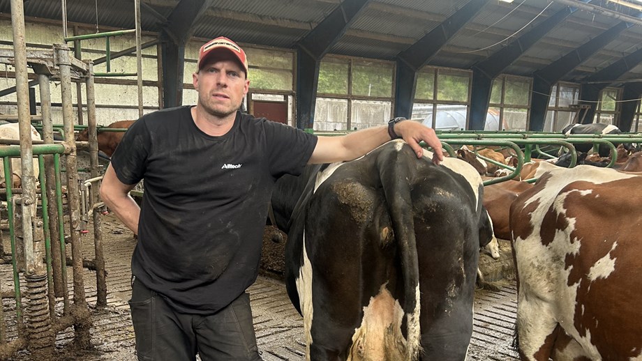 Mannlig inseminør med Geno-caps står med armen og inseminator inni kua. 