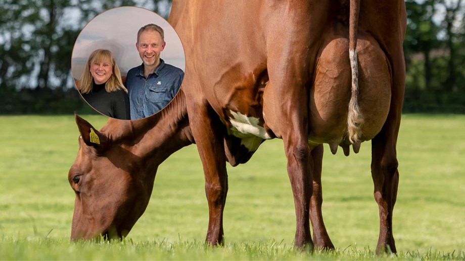 Illustrasjon hvor nærbilde av Oda og John er lagt oppå et bilde av ei ku som beiter. Bildet er tatt slik at juret til kua er i fokus.