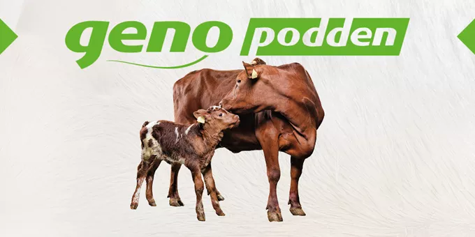 Illustrasjonsbilde genopodden