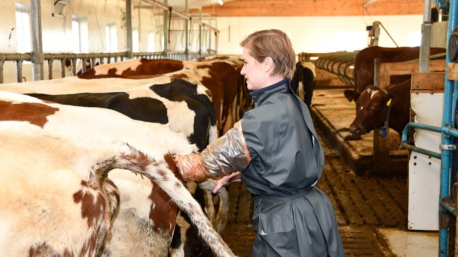 Kvinnelig veterinær sjekker drektighet hos en ku som står på rekke i fjøset med andre kyr.