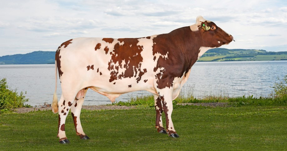 Bilde av 12027 Storflor fra oppdretter Karoline og Odd Magne Storflor, 7520 Hegra. Foto: Jan Arve Kristiansen