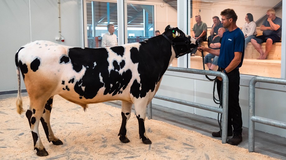 Svart og hvit okse leies av røkter foran publikum som sitter på visningrommet på ses gjennom vindusruter.