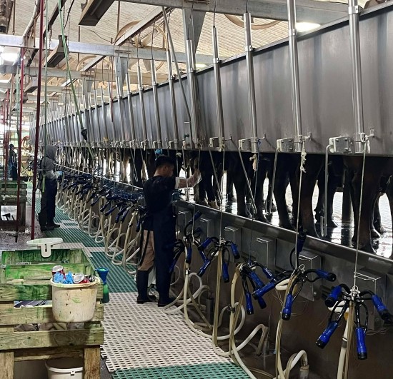 D&oslash;gnkontinuerlig melking 3ganger pr dag- 45x2 stall.jpg