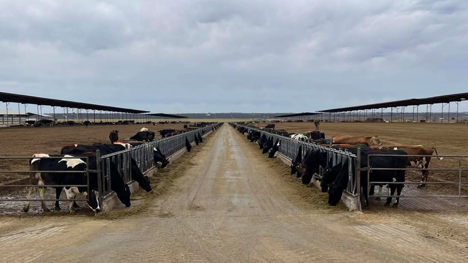 Kyr som står ute i eteplasser på hver sin side. Fôrbrettet er bredt og langt. 