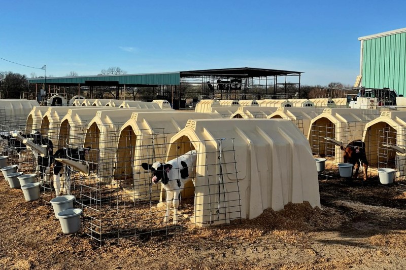 Systematisk kalveoppdrett.jpg