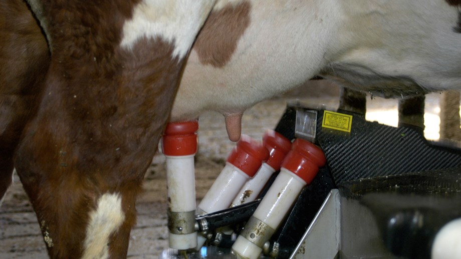 Bilde av jur på ku som melkes i melkerobot