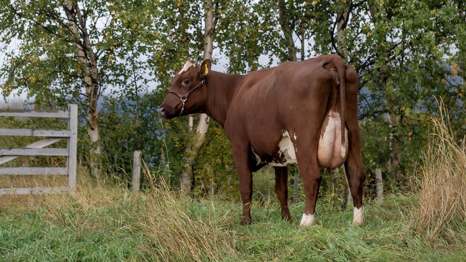 Rød ku som står ute på beite med et tregjerde og skog i bakrunnen. Hun står med jur og bakpart mot fotgrafen og snur hode for å se deg tilbake.