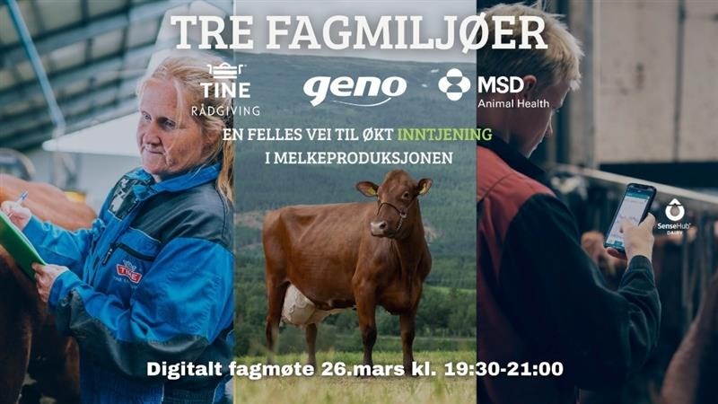 Illustrasjon med tre bilder som er satt sammen. Ett med Tine-rådgiver, ett med en NRF-ku på beite og ett med en person som står med ryggen til og ser på SenseHub på telefonen
