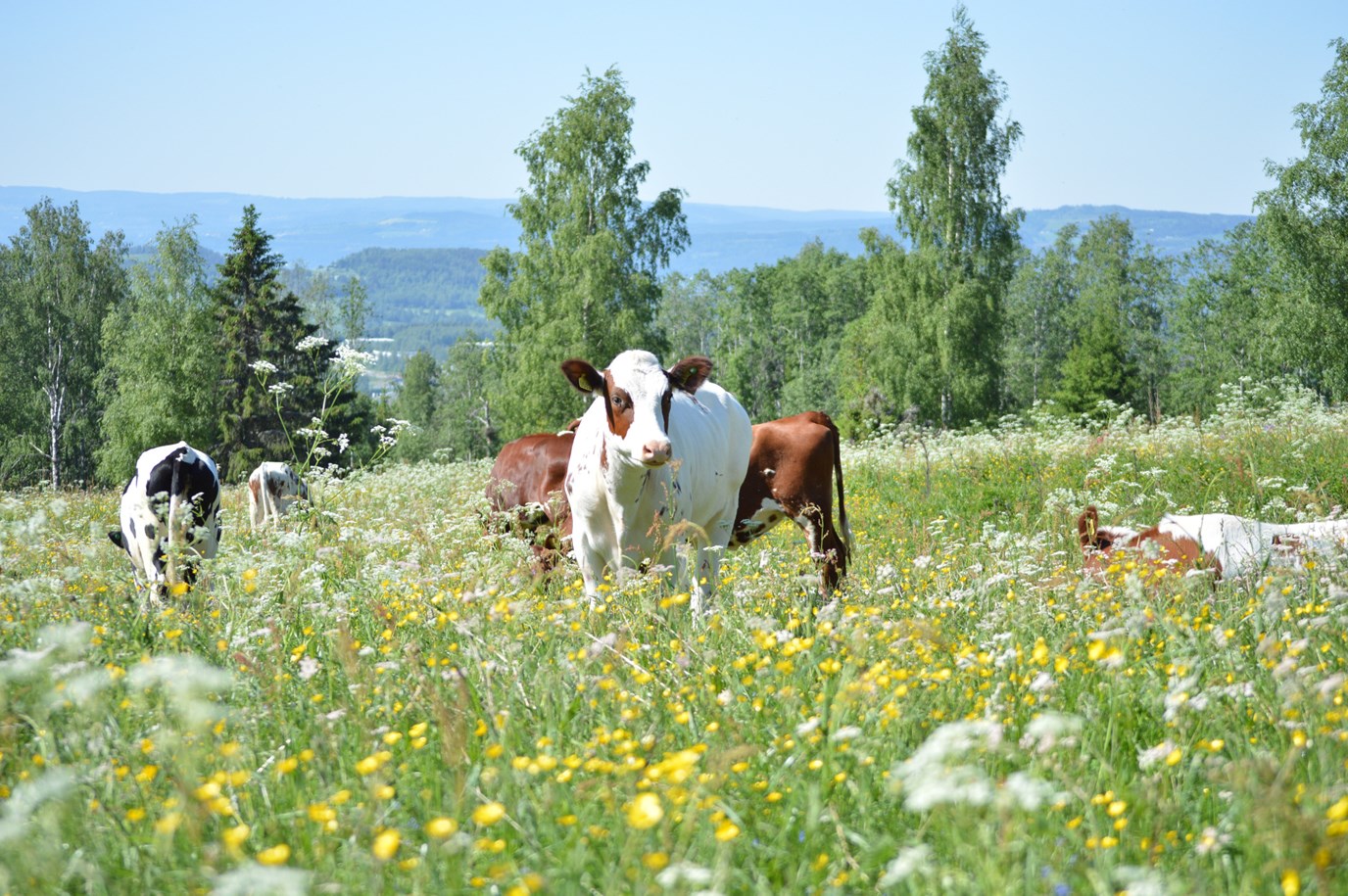 Kviger på sommerbeite