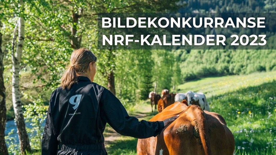 Bilde av bonde som går nedover beitet sammen med NRF-kyr. Bildet har tekst øverst til høyre: Bildekonkurranse NRF-kalender 2023.  