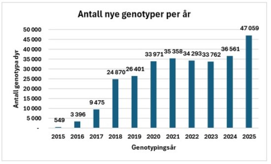 Antall genotyper per &aring;r_2025.jpg