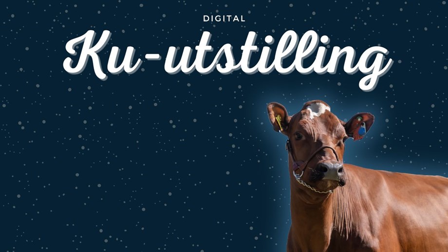 Illustrasjon med ku og blå himmel