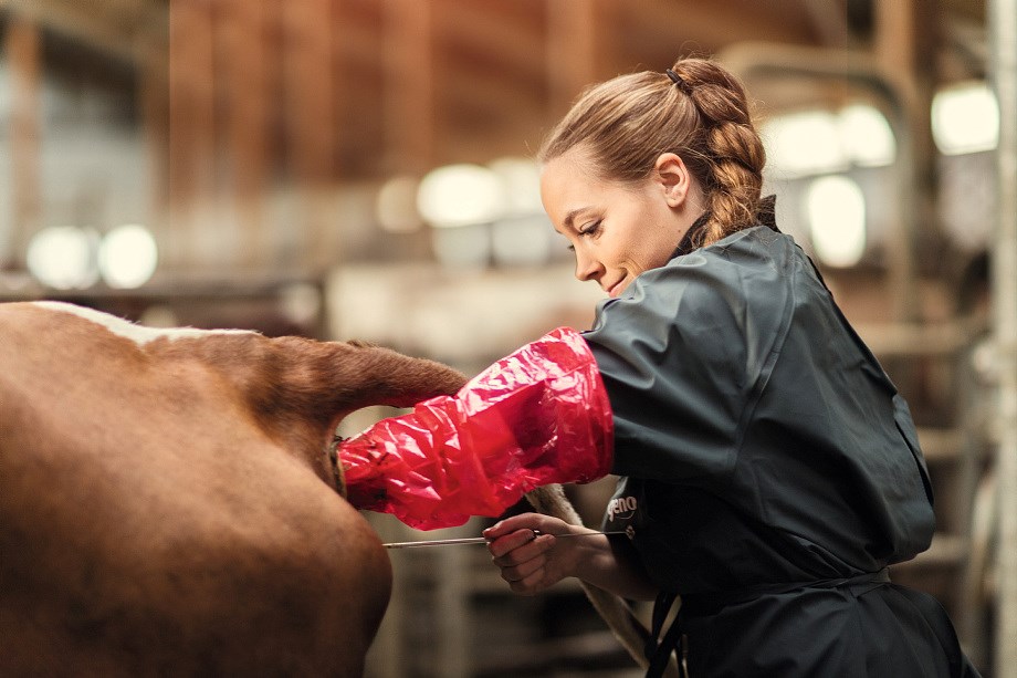 Kvinnelig veterinær som inseminerer ei ku