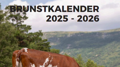 Utklipp fra fremsiden til brunstkalenderen. Viser overskriften "Brunstkalender 2025-2026" på et bilde av himmel, fjell, trær og ryggen til ei ku på beite.