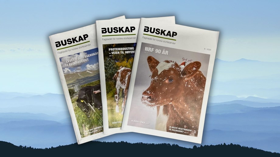 tre utgaver av Buskap ligger på bordet i en vifteform.