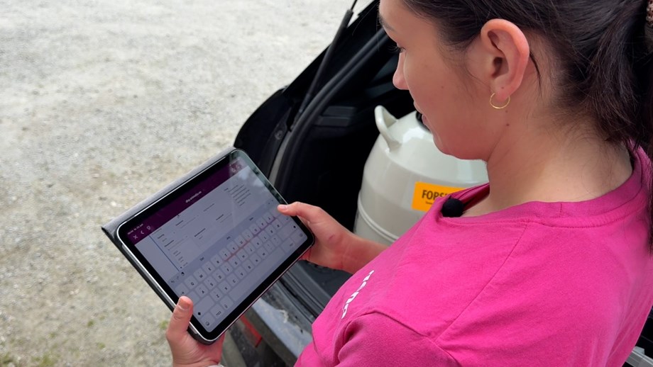 Inseminør i rosa t-skjorte vises fra siden hvor hun holder i en iPad. Skjermen vises og i bakgrunnen skimtes en bil med en sædbeholder i bagasjerommet.