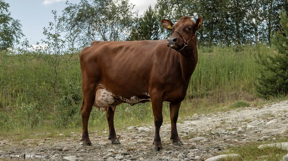 Rød ku står ute på en grusvei. Gress og trær i bakgrunnen.