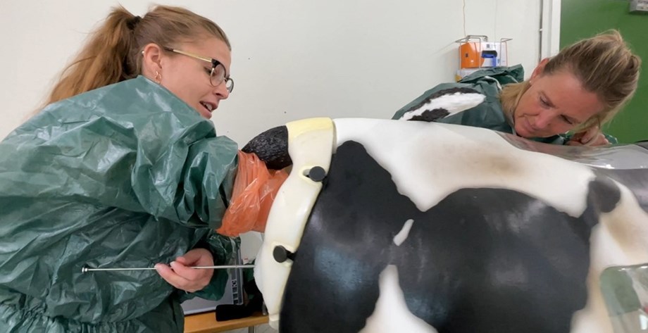 To kvinner demonstrerer inseminering på en kunstig ku.