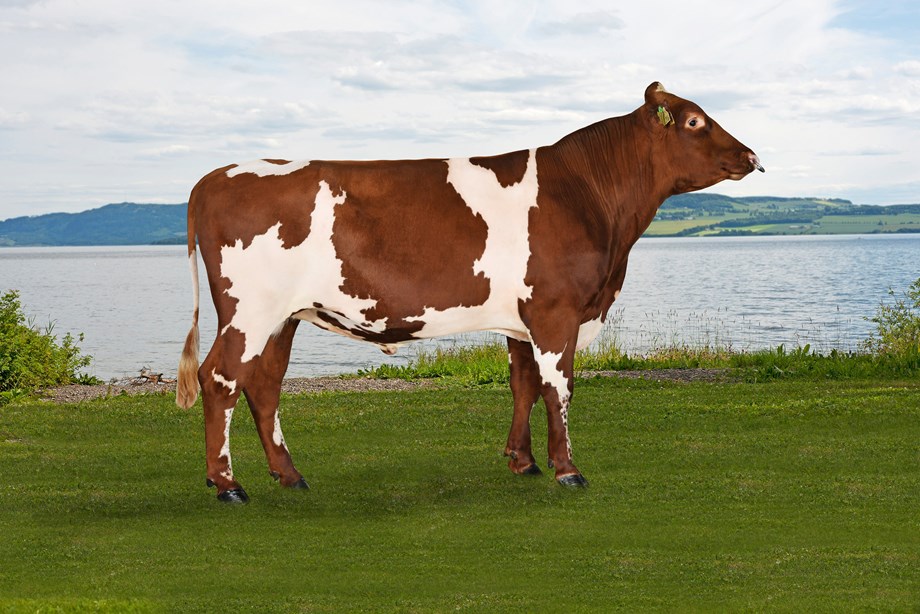 Bilde av 12106 Lynum