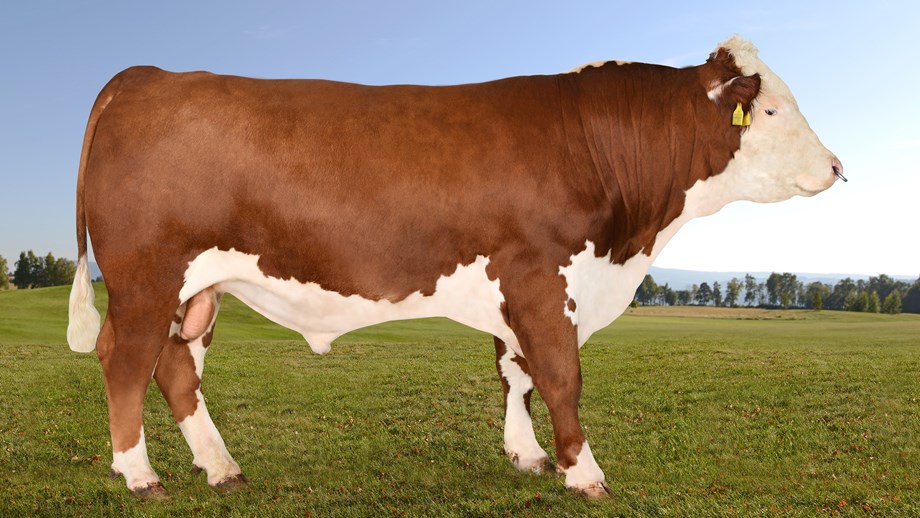 Rød og hvit herefordokse fotografert fra siden. Bakgrunnsbilde med jorde og himmel er lagt på i ettertid.