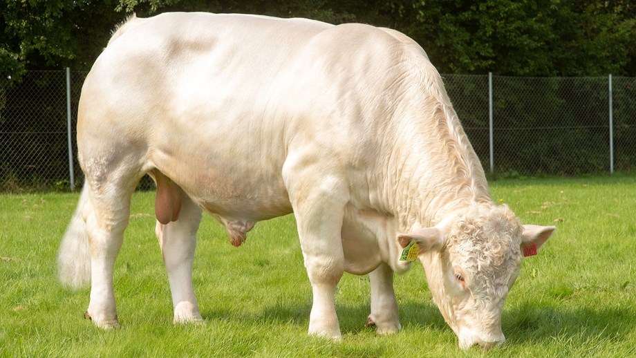 Hvit Charolais-okse står på beite og beiter