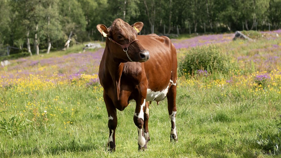 Rød og hvit NRF-ku står på beite med blomstereng og trær i bakgrunnen.