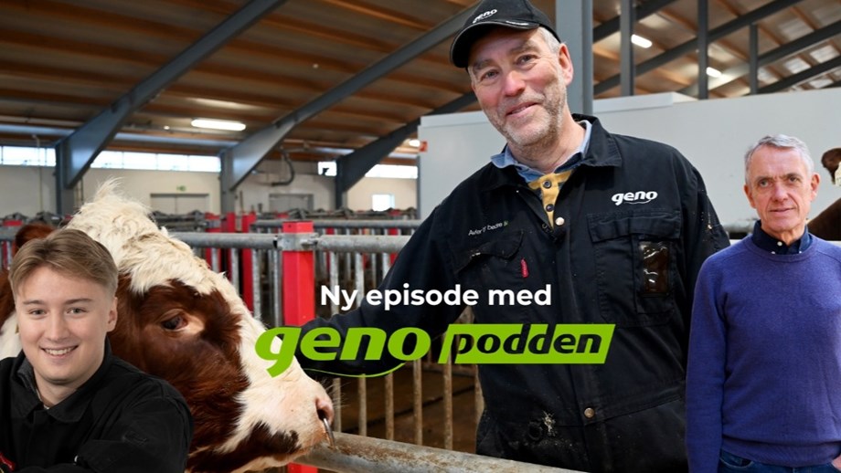 Illustrasjon med Hans i fjøset sammen med en okse. Bilde av Peter og et bilde av Rasmus er lagt oppå.