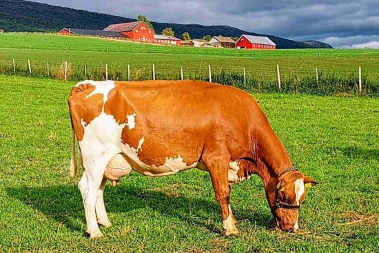 10. desember_Flittie.jpg