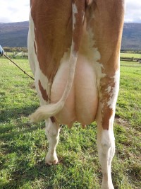 10. desember_Flittie_jur bak.jpg