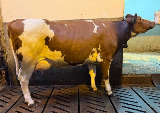 10. desember_Melheim.jpg