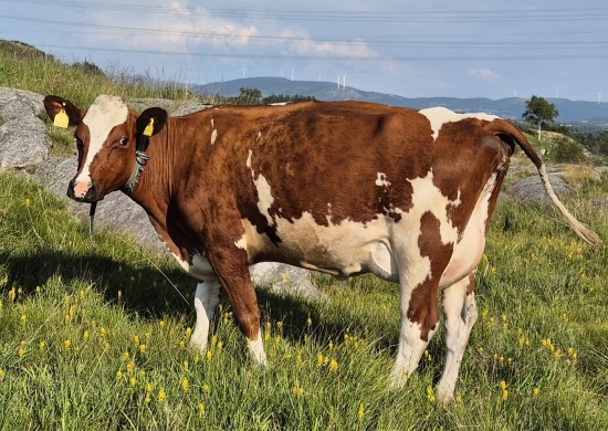 11. desember_Hauk&aring;s.jpg