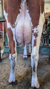 11. desember_Hauk&aring;s_jur bak.jpg