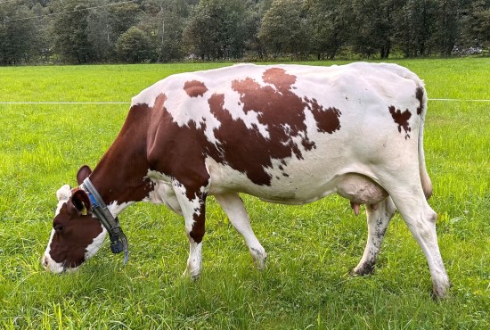 11. desember_Hylland.jpg