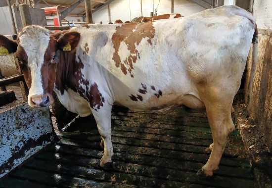 12. desember_&Oslash;ygard.jpg