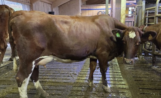 13. desember_&Aring;rnes.jpg