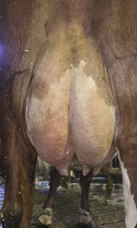 13. desember_&Aring;rnes_jur bak.jpg