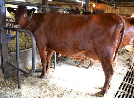 13. desember_Lilles&aelig;ter_2.JPG