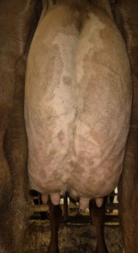 14. desember_Alsli_jur bak.jpg