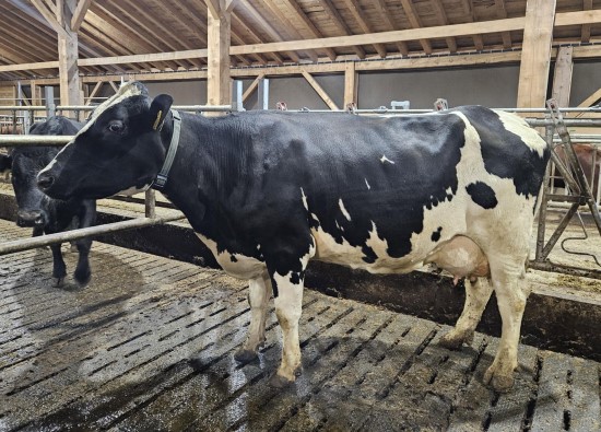 15. desember_Hjelmeland.jpg